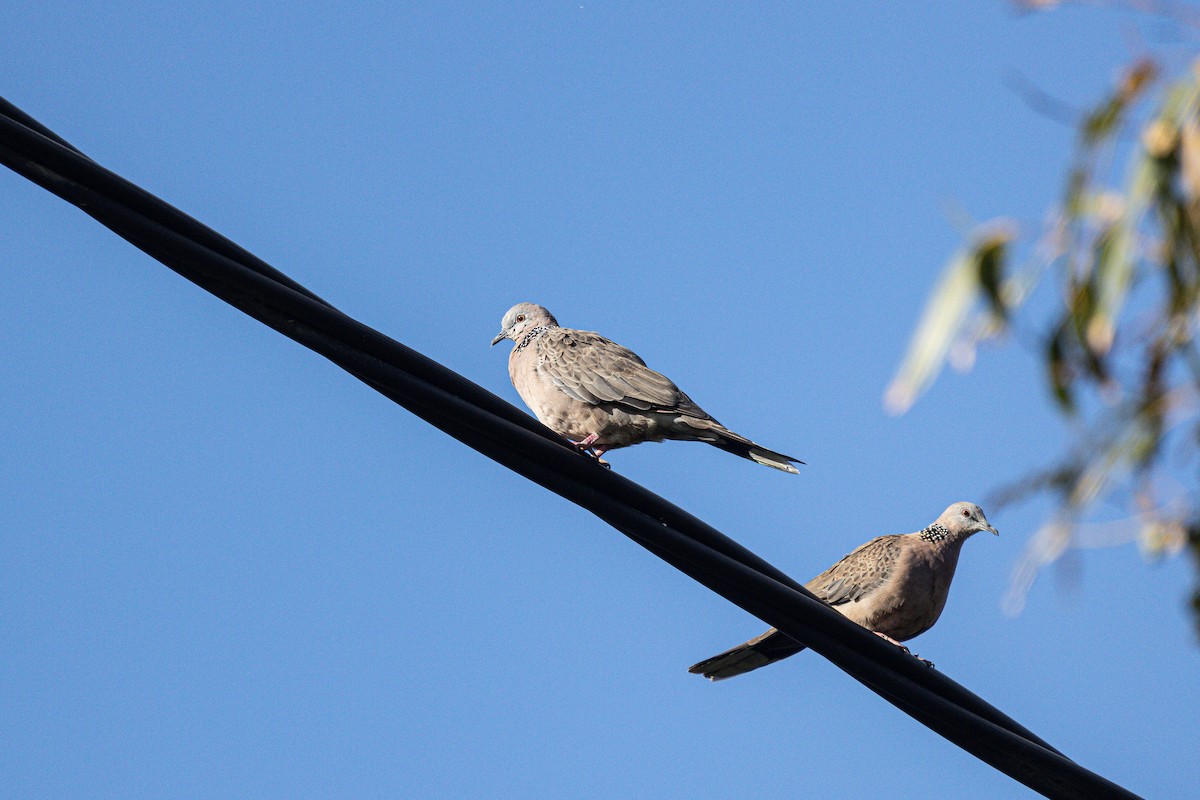 珠頸斑鳩 - ML424669531