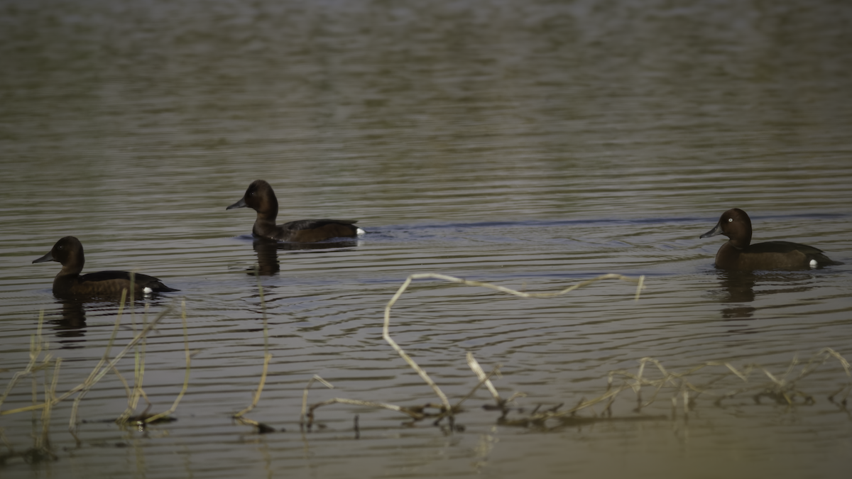 Ferruginous Duck - ML424670191