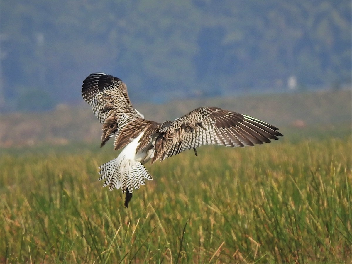 Eurasian Curlew - ML424670381