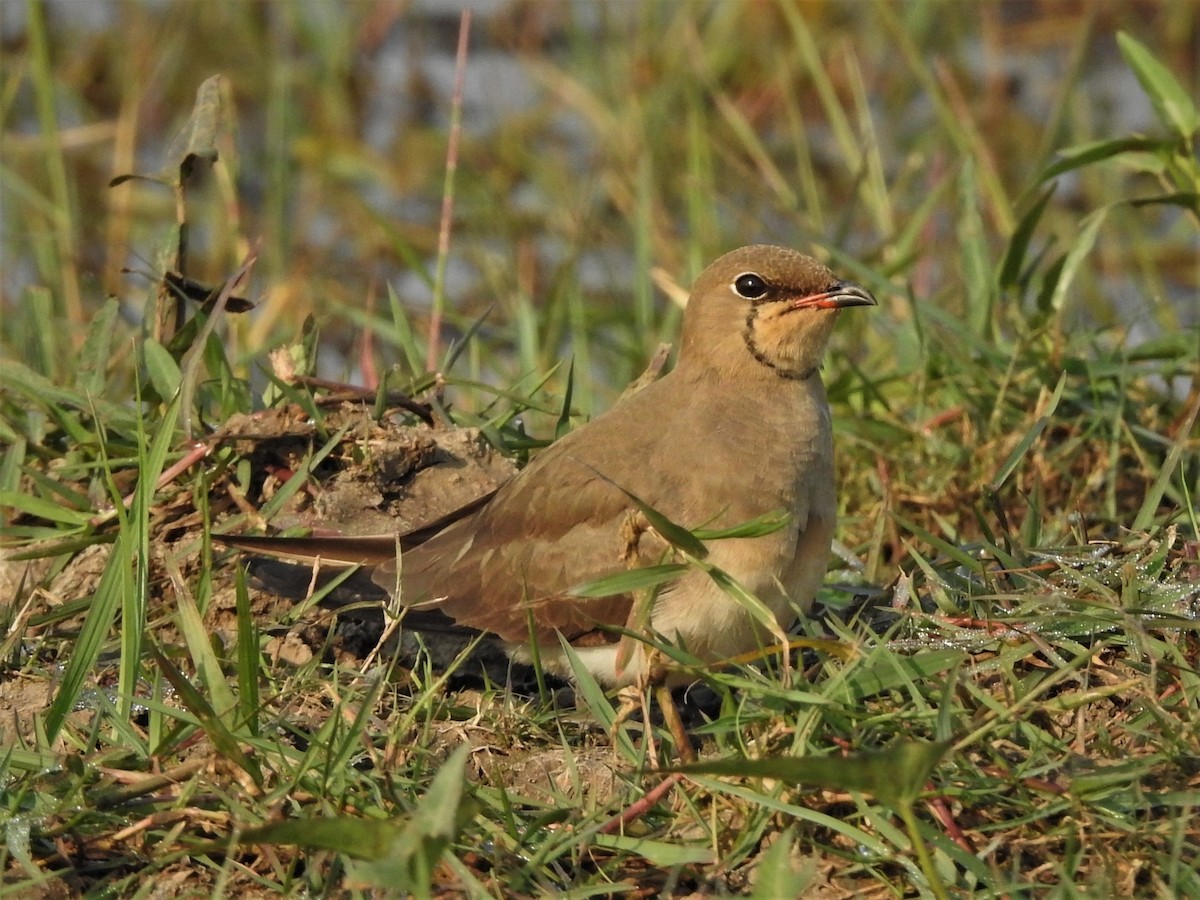 Oriental Pratincole - ML424670631