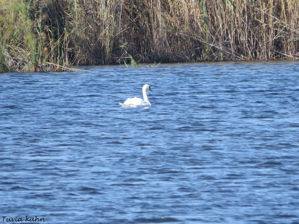 Mute Swan - ML424670711