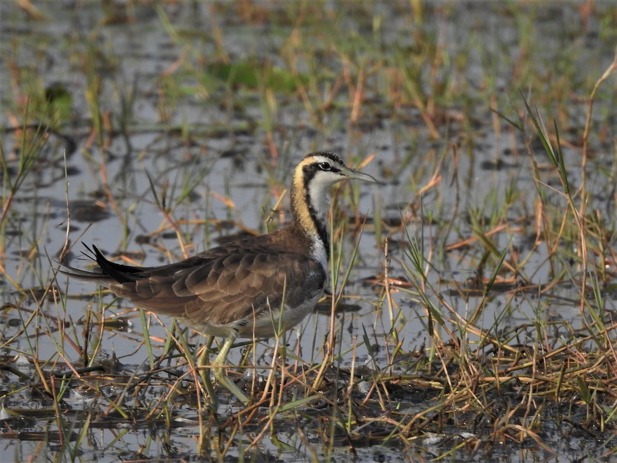 Pheasant-tailed Jacana - ML424670721