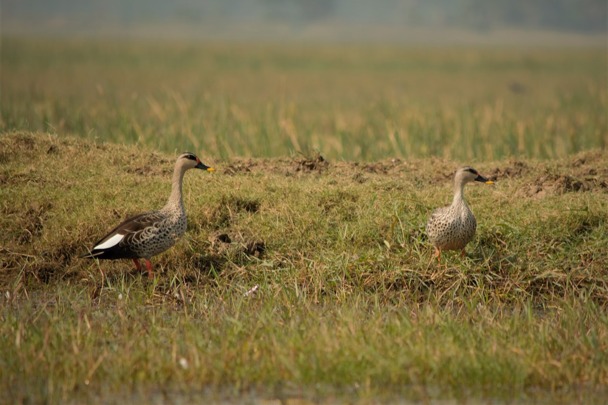 Canard à bec tacheté - ML424670841