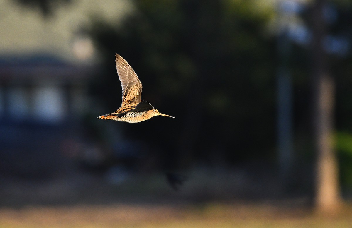 Latham's Snipe - ML424671941