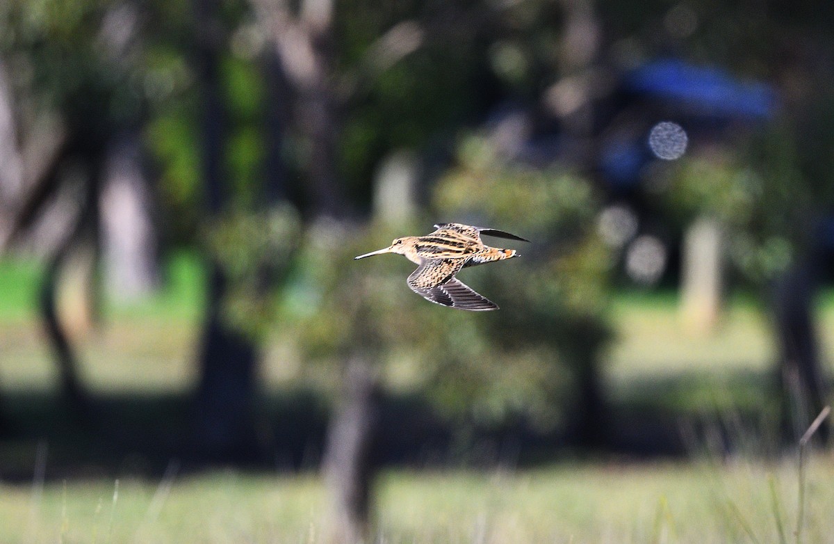 Latham's Snipe - ML424671951