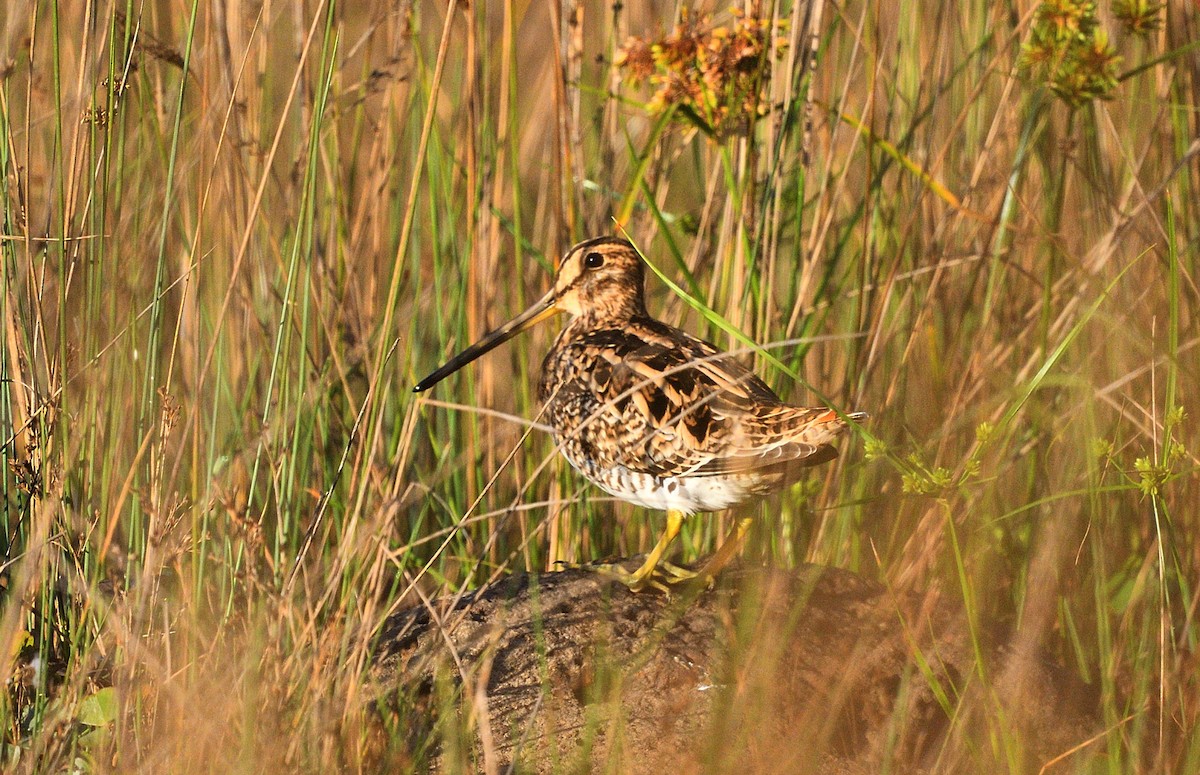 Latham's Snipe - ML424671991