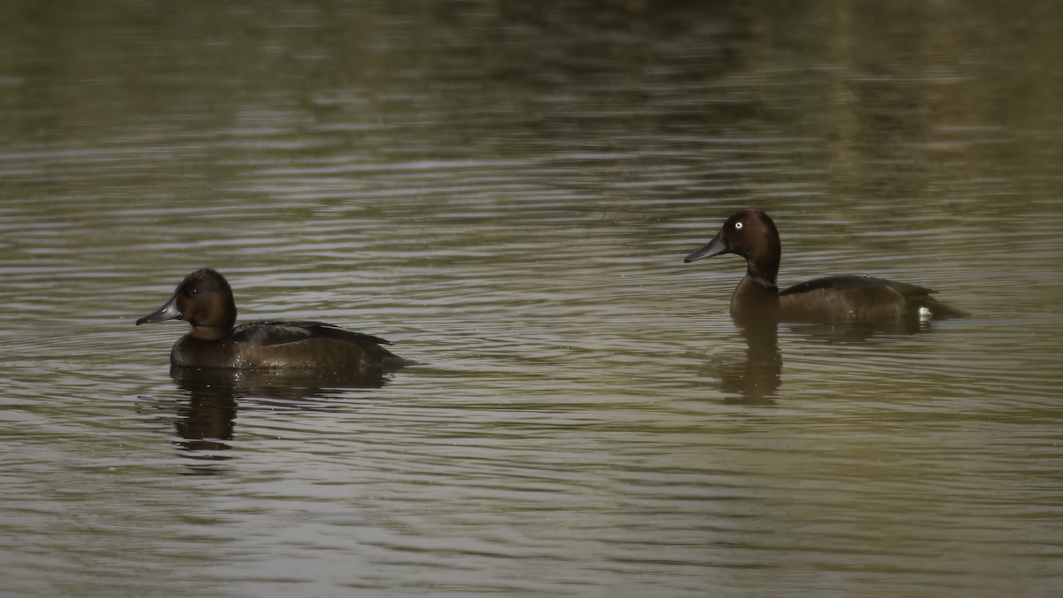 Ferruginous Duck - ML424674201