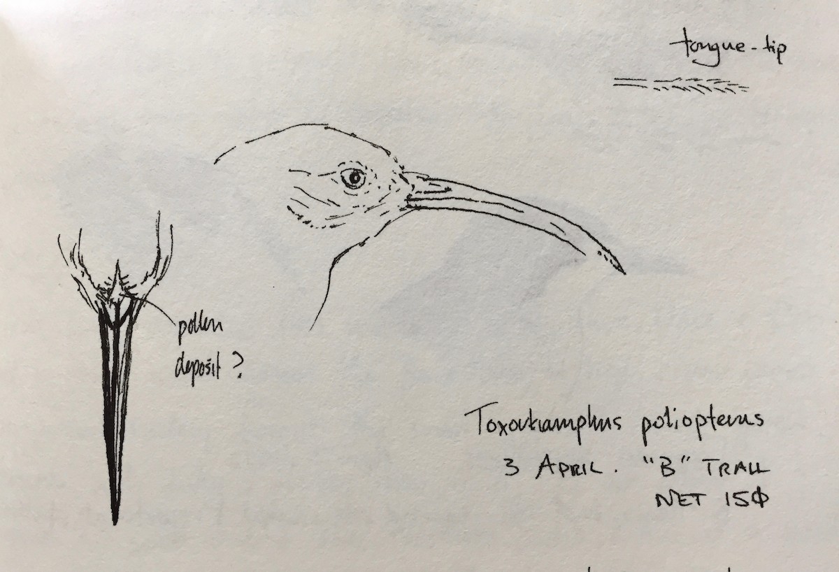 Slaty-chinned Longbill - ML42467461
