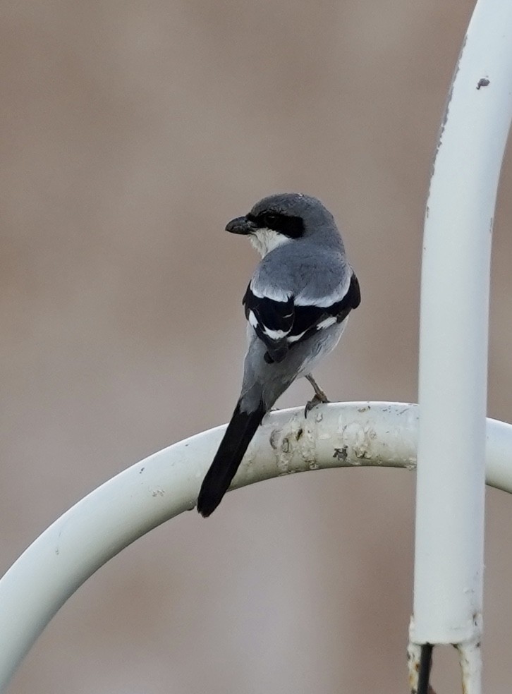 Great Gray Shrike (Arabian) - Daniel Winzeler