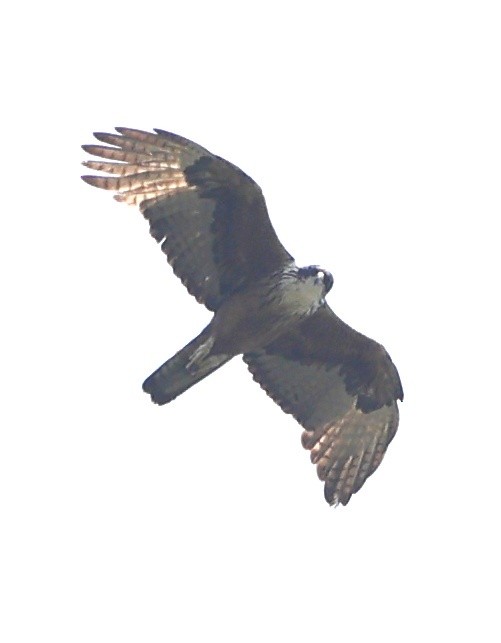 Rufous-bellied Eagle - shino jacob koottanad