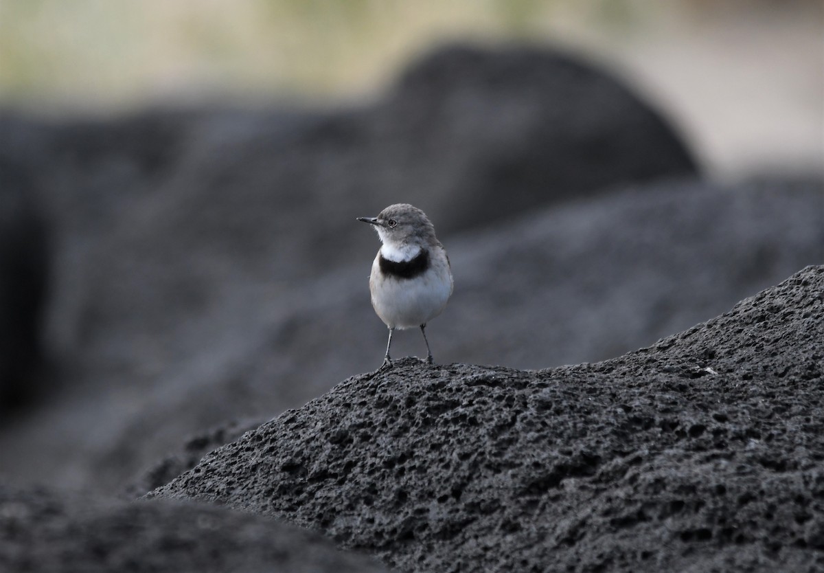 White-fronted Chat - Susan Kruss