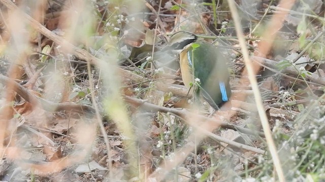 インドヤイロチョウ - ML424676021