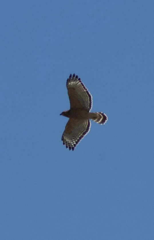 Red-shouldered Hawk - Caleb O'Rear