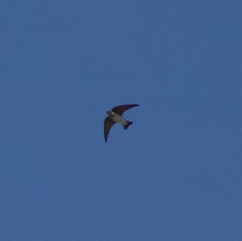 Northern Rough-winged Swallow - Caleb O'Rear