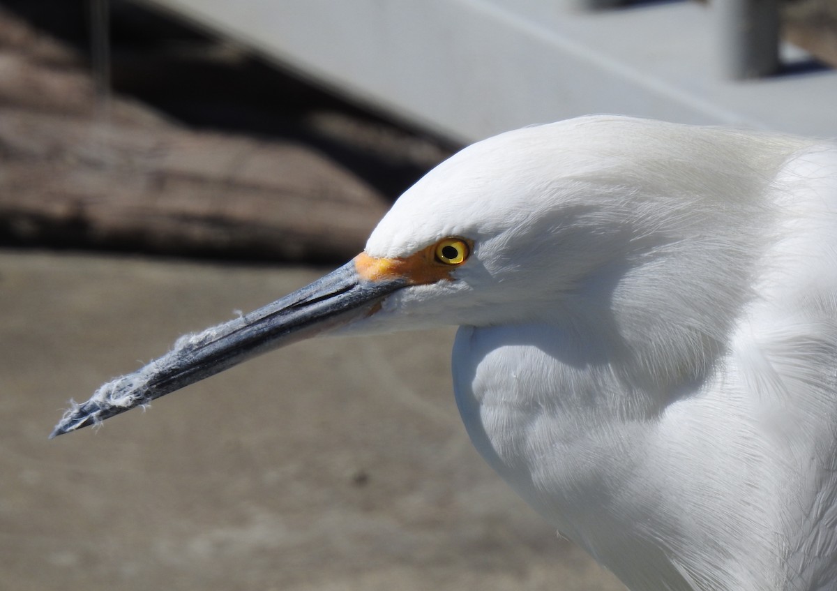 Snowy Egret - Anonymous