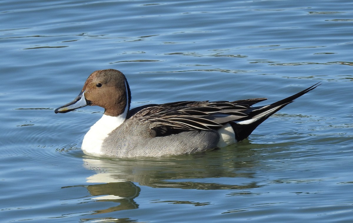 Northern Pintail - Anonymous