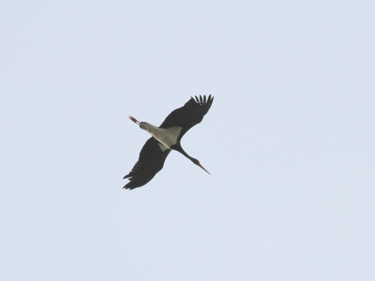 Black Stork - Andy Symes