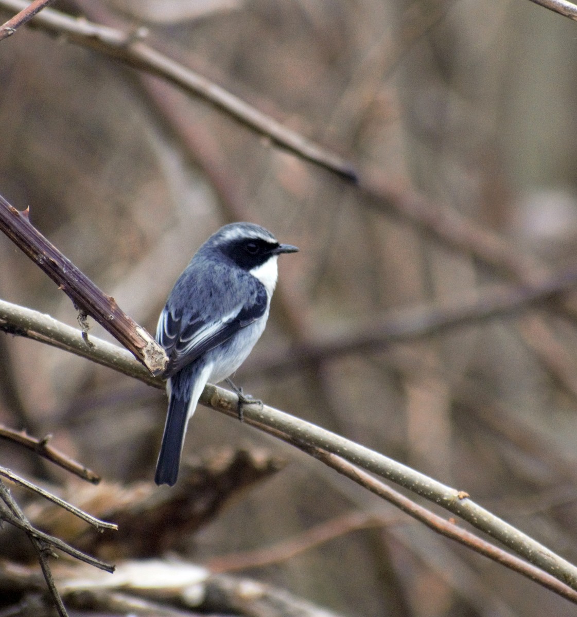 Gray Bushchat - ML424677441