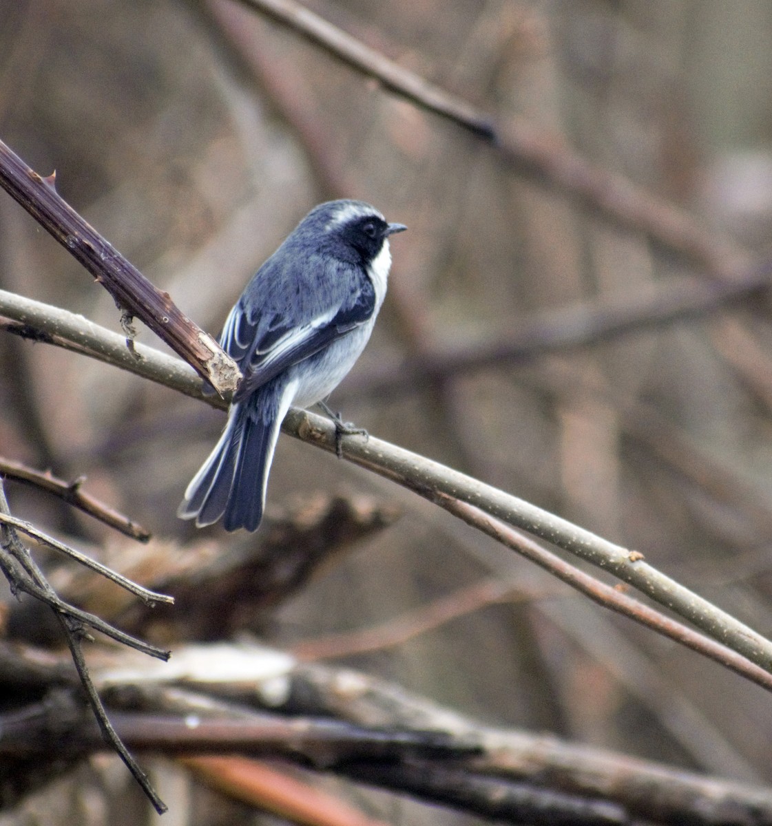 Gray Bushchat - ML424677451