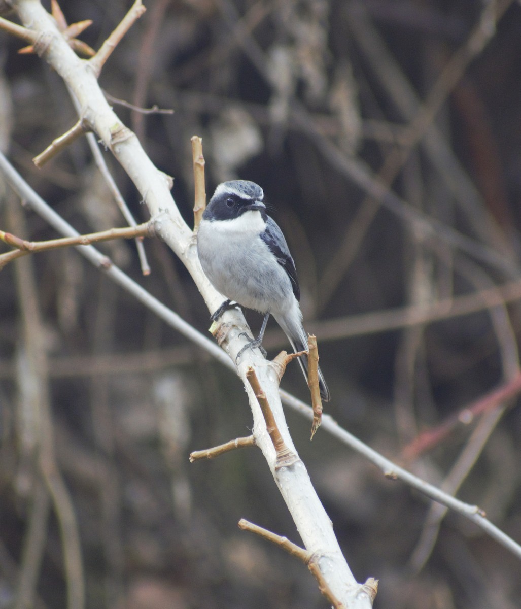 Gray Bushchat - ML424677461