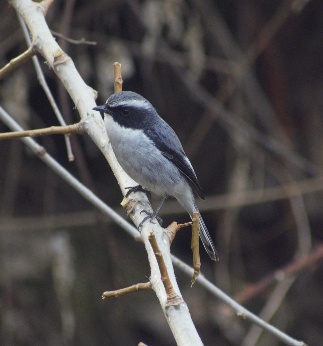 Gray Bushchat - ML424677481