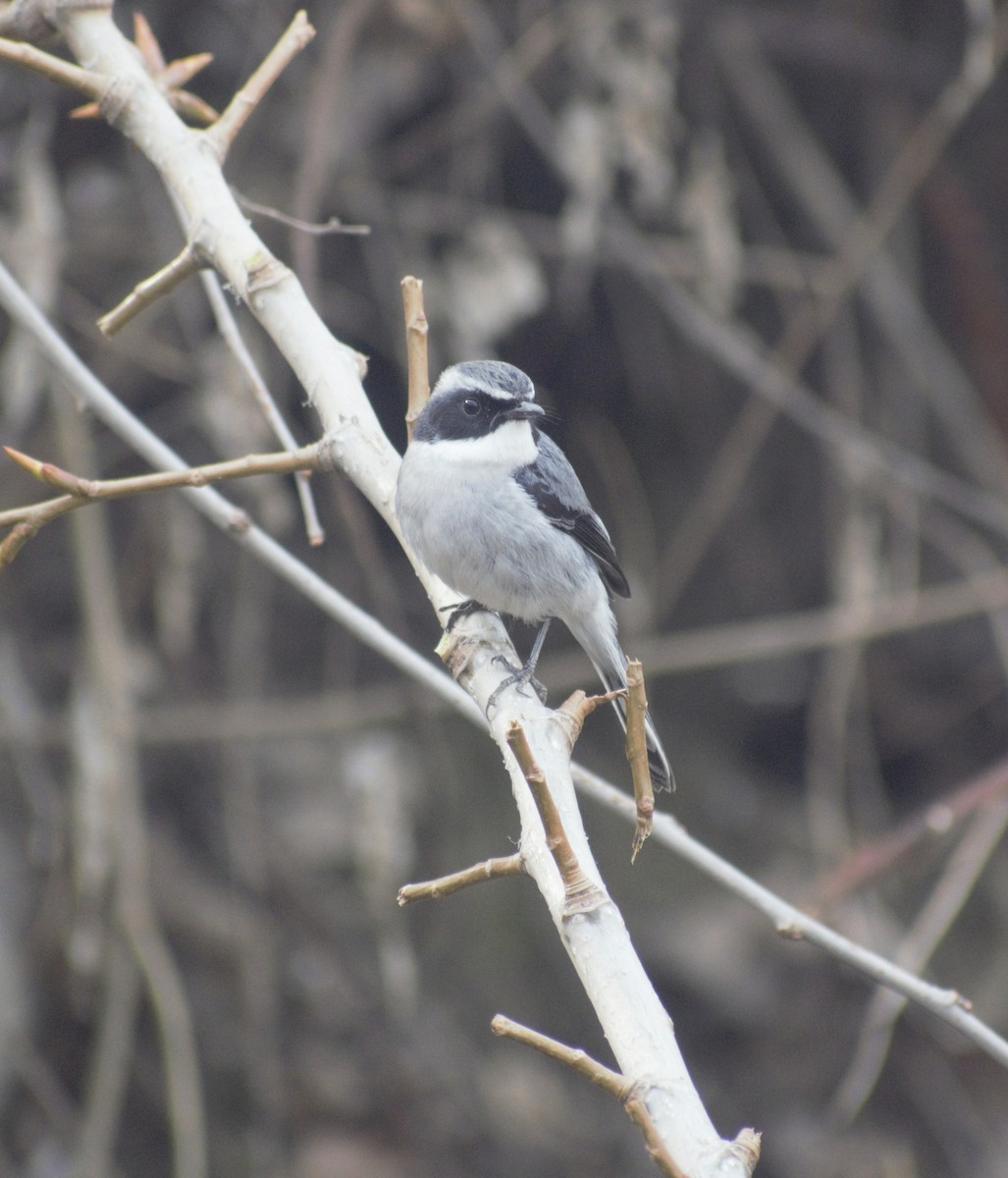 Gray Bushchat - ML424677501