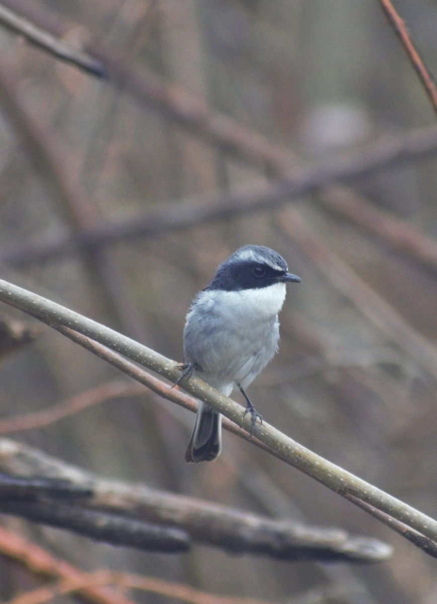 Gray Bushchat - ML424677511