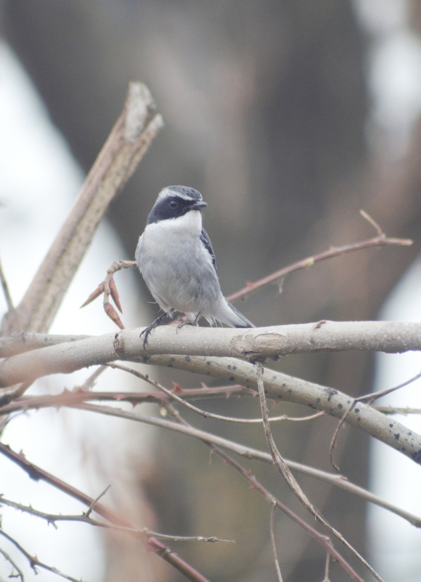 Gray Bushchat - ML424677531