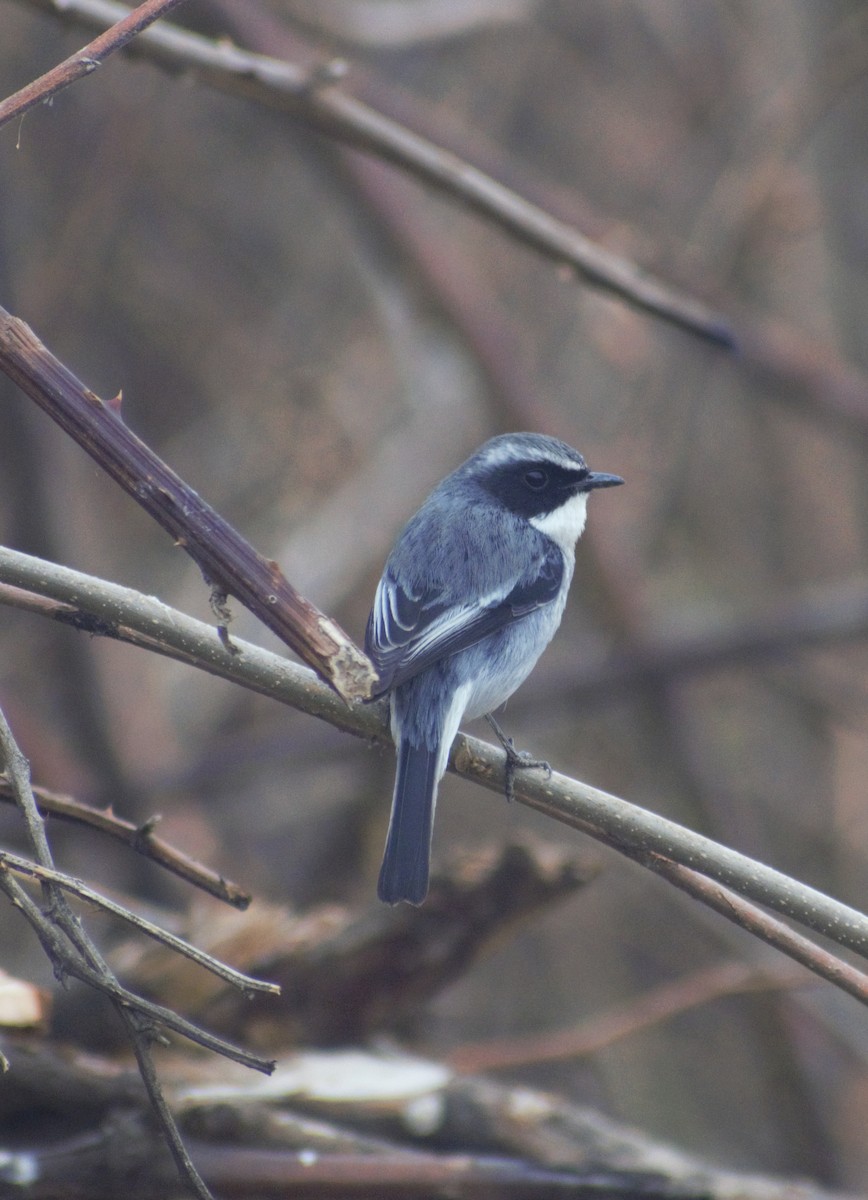 Gray Bushchat - ML424677541