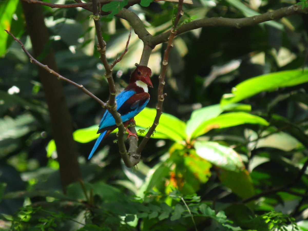 White-throated Kingfisher - ML424679121