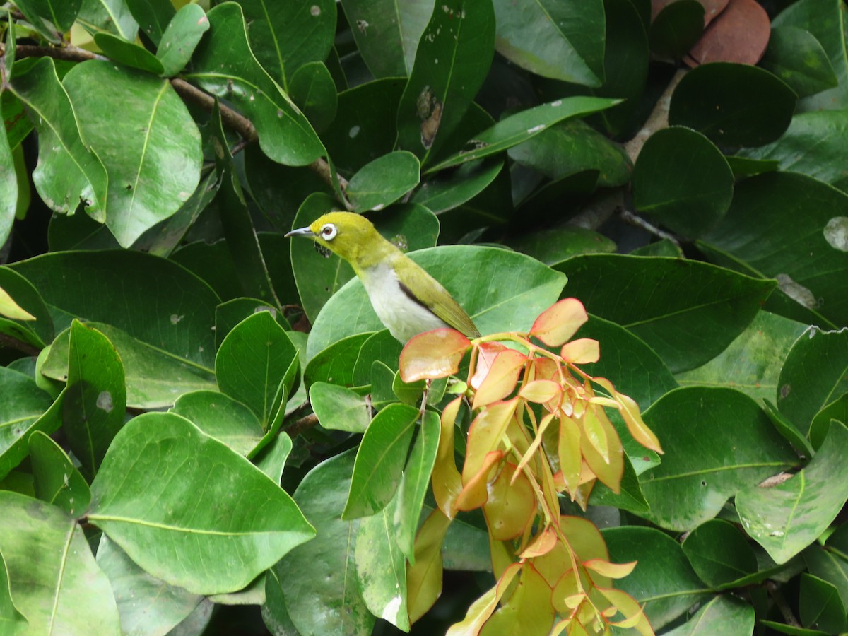 Swinhoe's White-eye - ML424679171