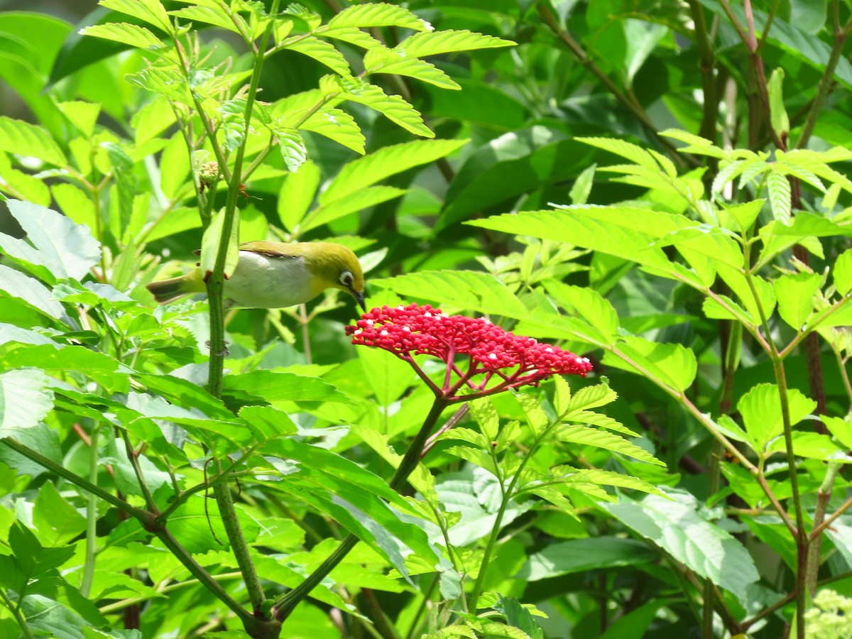 Swinhoe's White-eye - ML424679181