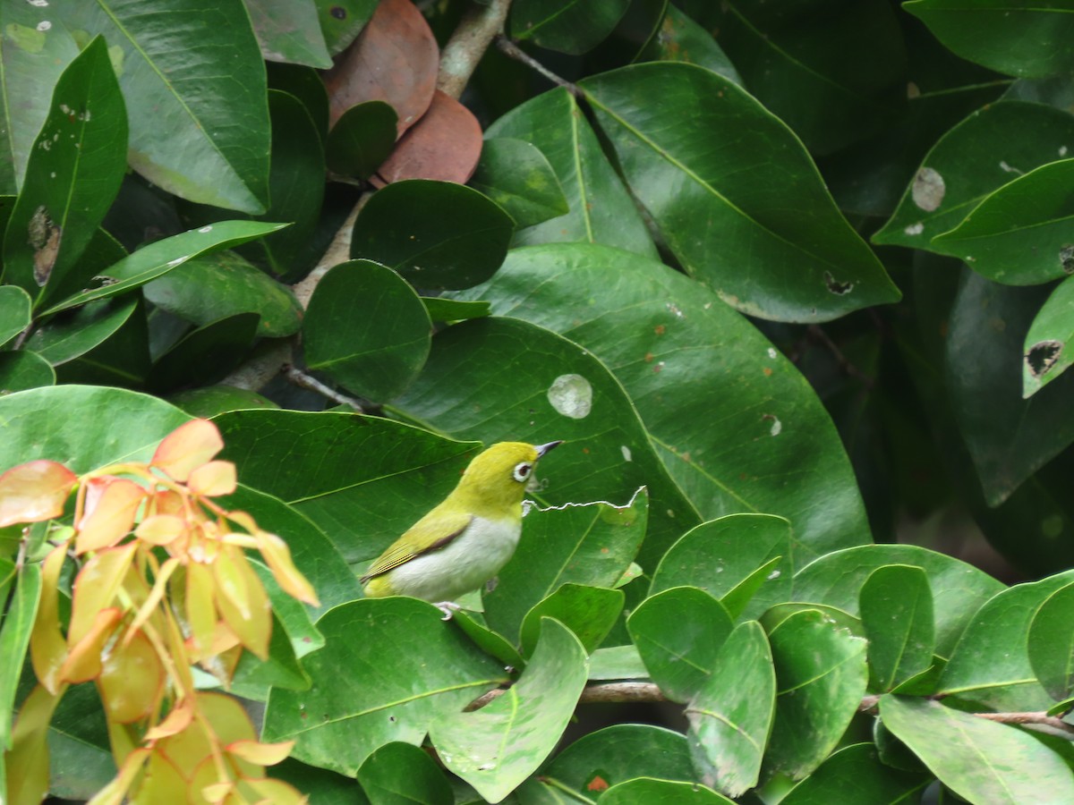 Swinhoe's White-eye - ML424679191