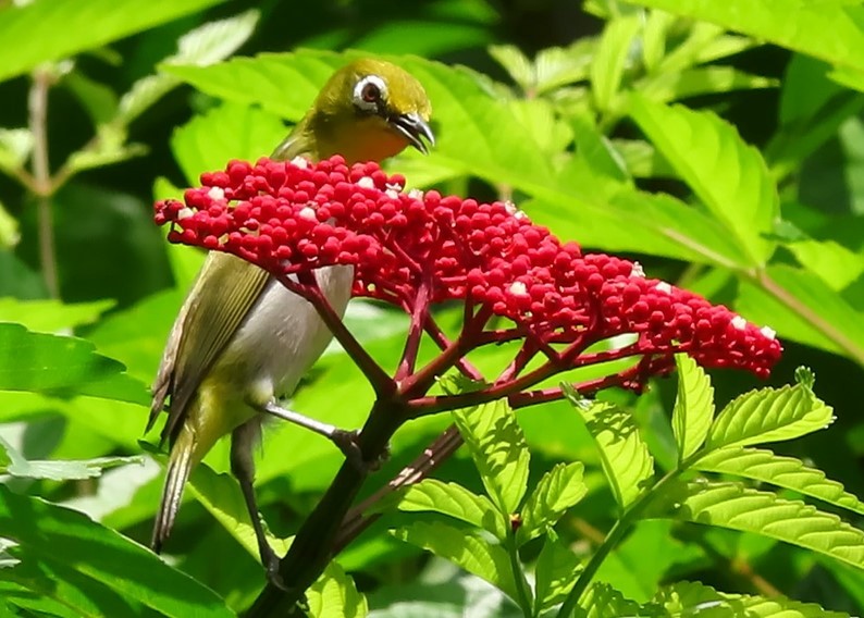 Swinhoe's White-eye - ML424679341