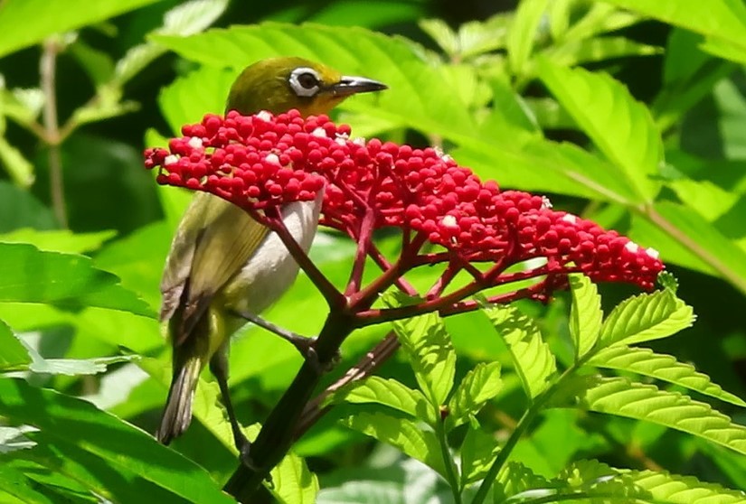 Swinhoe's White-eye - ML424679351