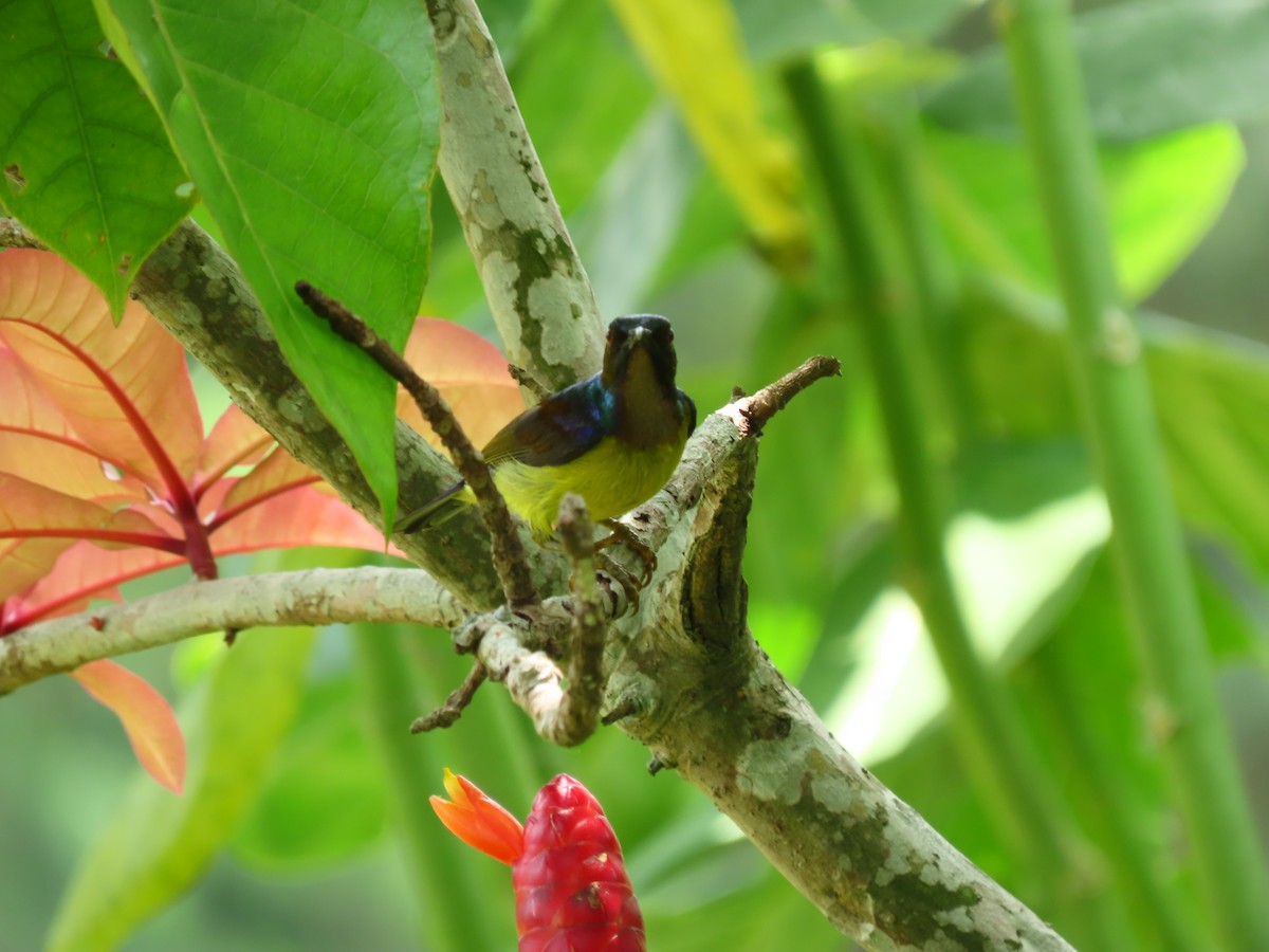 Brown-throated Sunbird - ML424679371