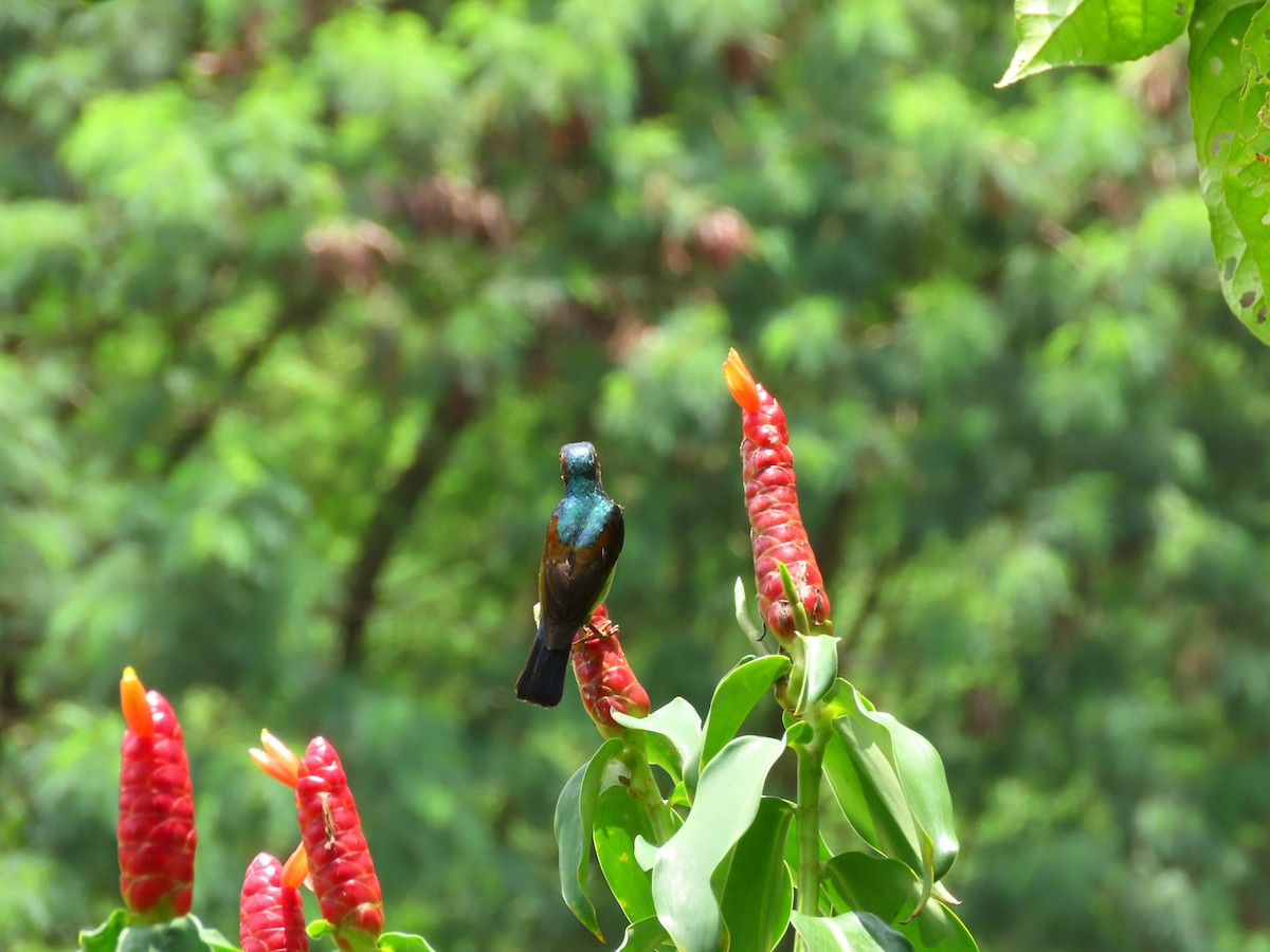 Brown-throated Sunbird - ML424679381