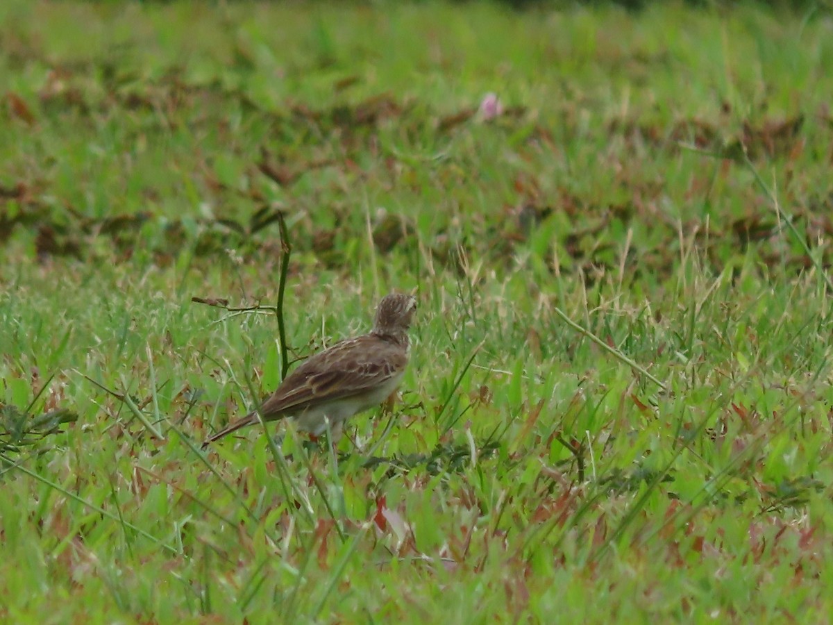 Paddyfield Pipit - ML424679401