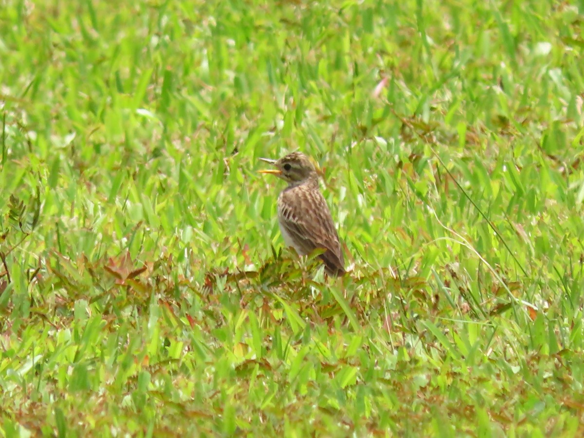Paddyfield Pipit - ML424679411