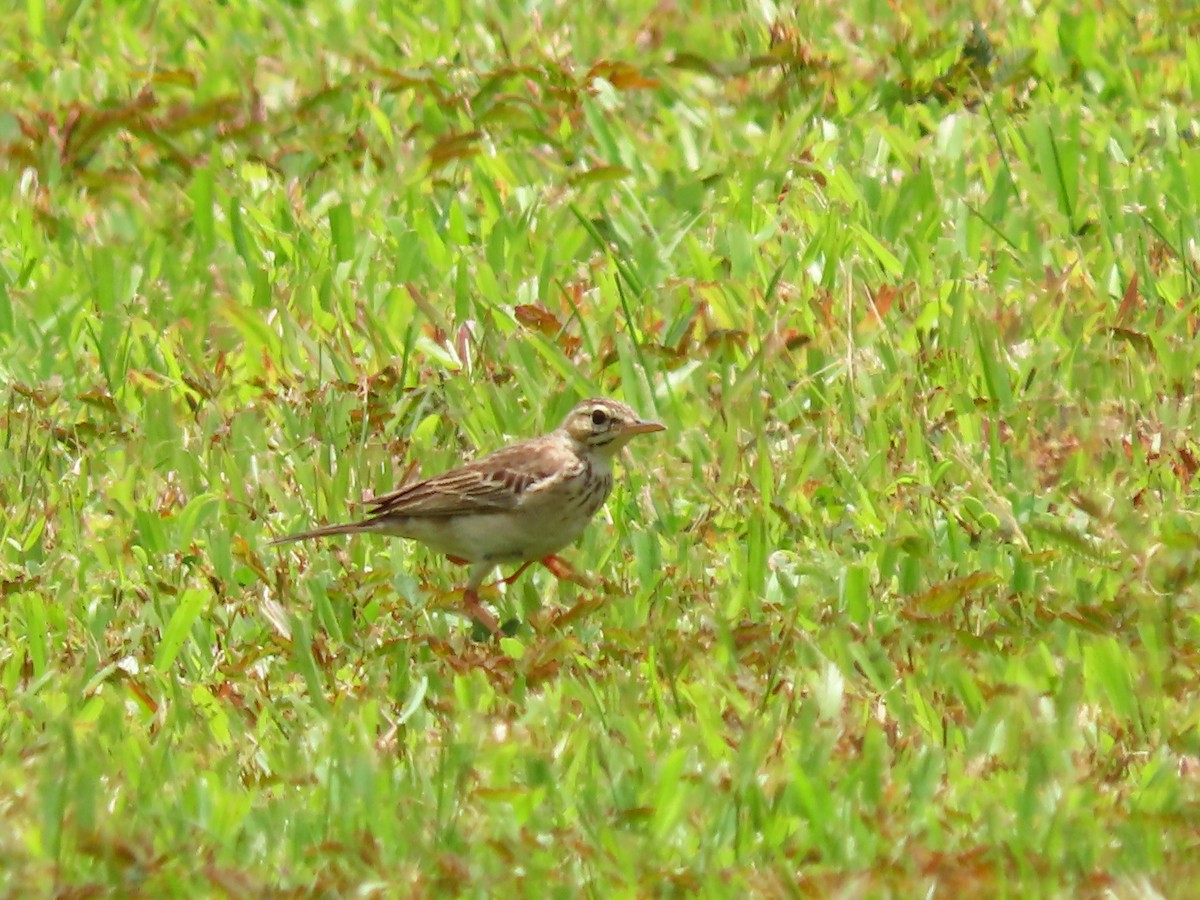 Paddyfield Pipit - ML424679421