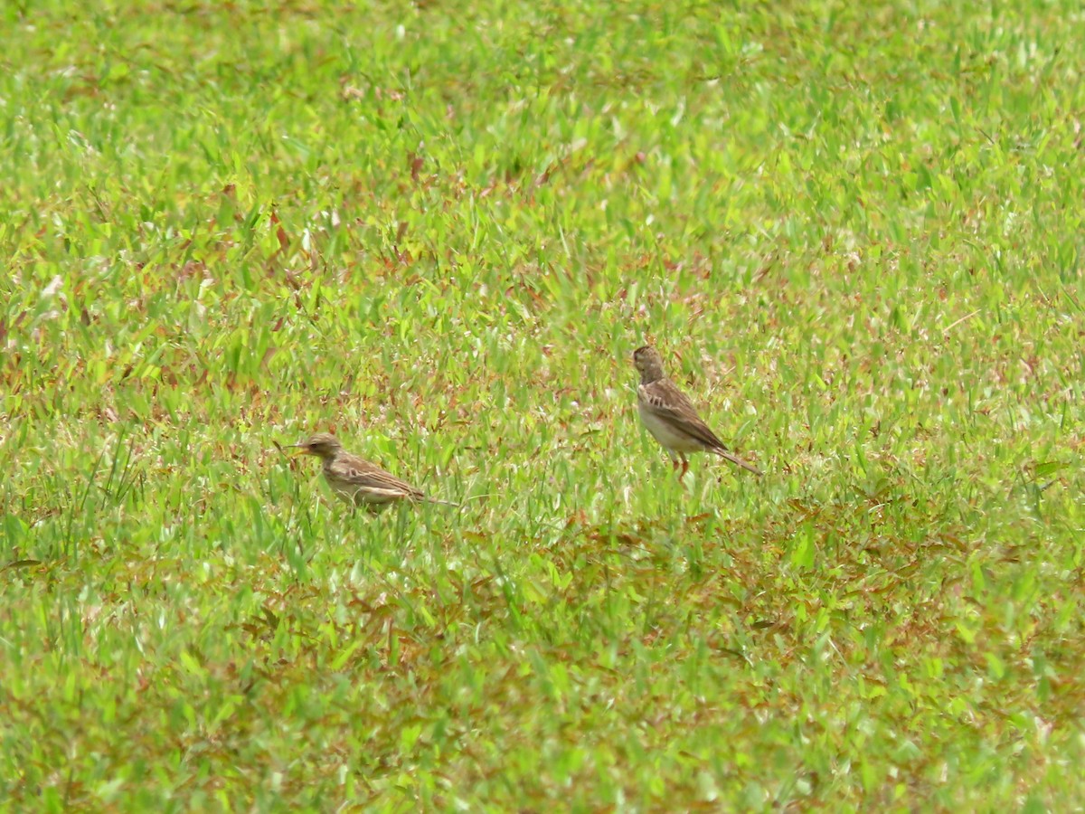Paddyfield Pipit - ML424679431