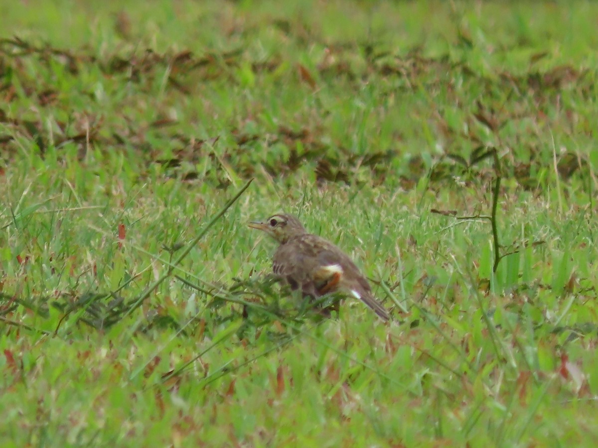 Paddyfield Pipit - ML424679441