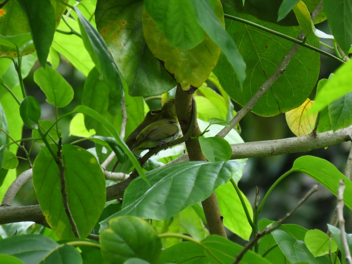 Swinhoe's White-eye - ML424679601