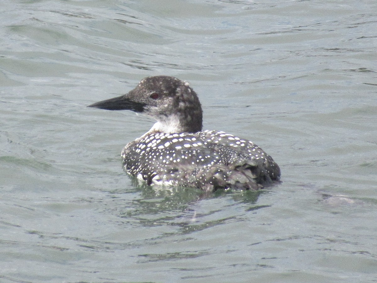 Common Loon - ML424680391