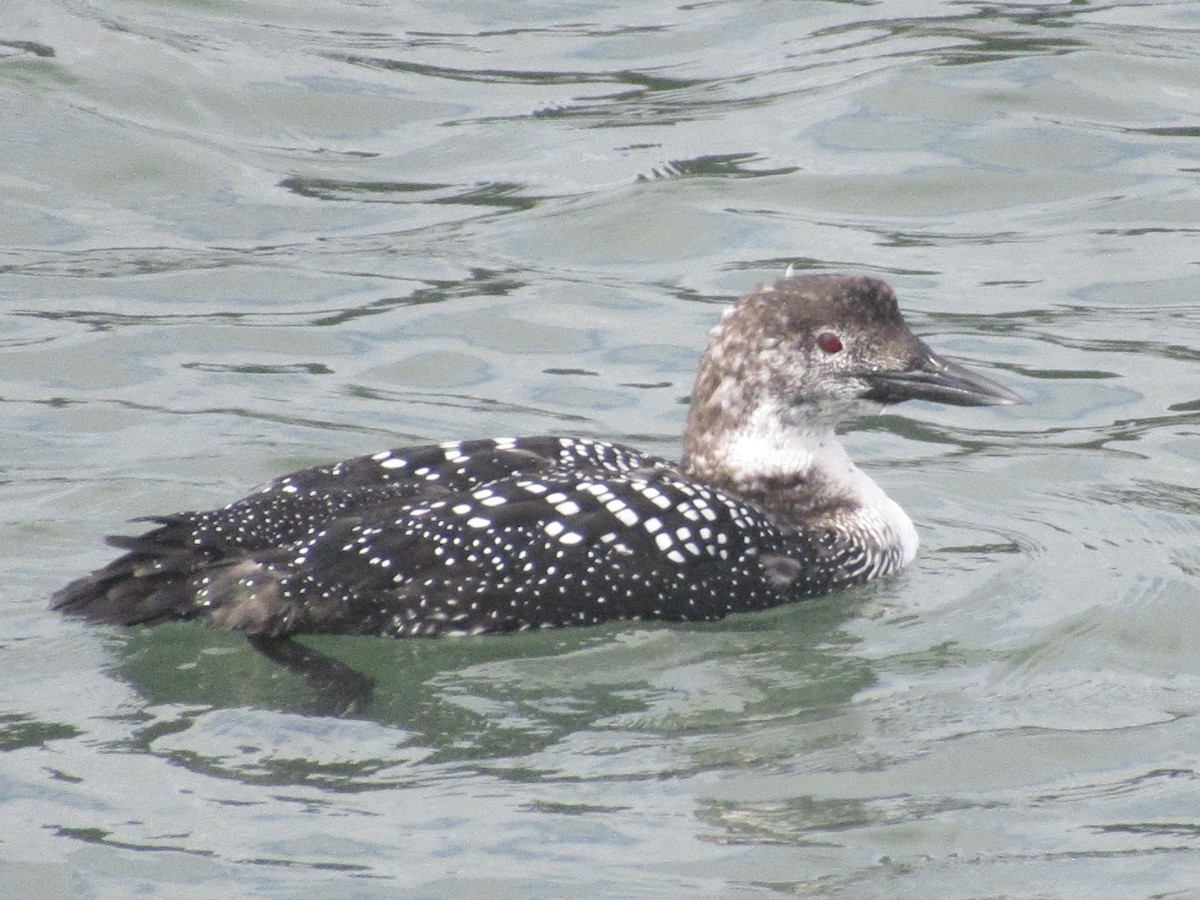 Common Loon - ML424680401