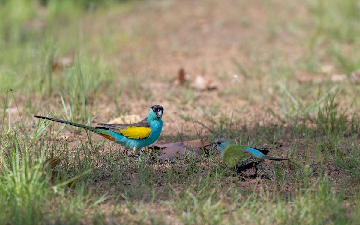 Hooded Parrot - Paul Thomsen