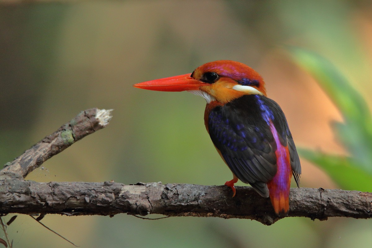 Black-backed Dwarf-Kingfisher - ML424681231