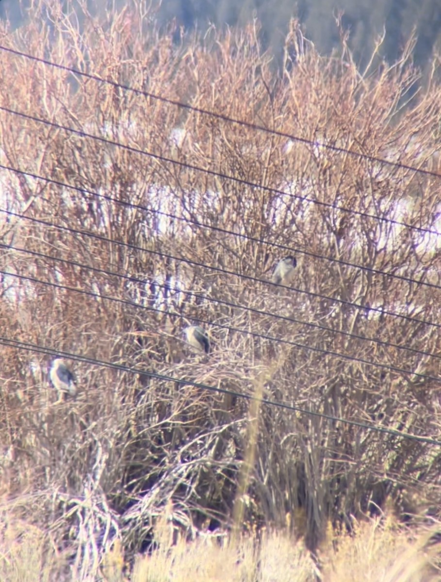 Black-crowned Night Heron - ML424681971