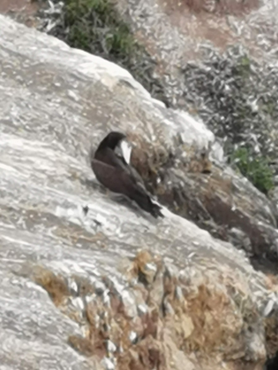 Brown Booby - ML424682401