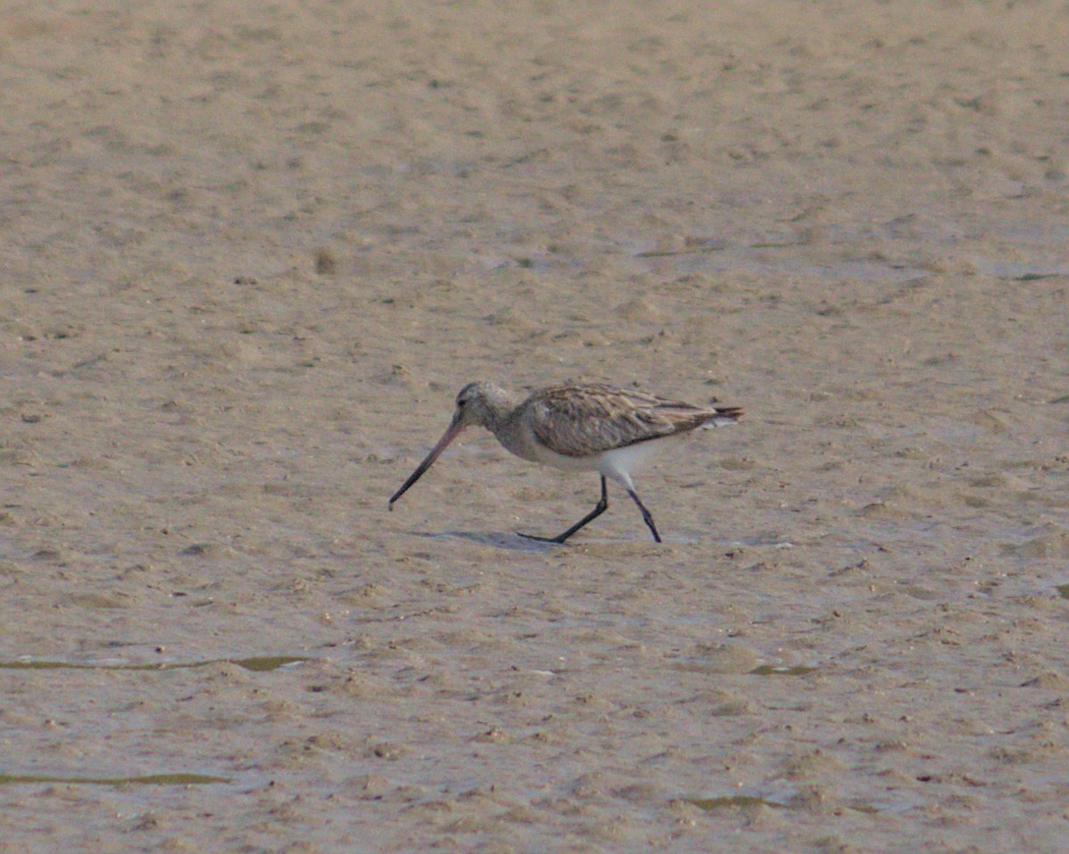 Bar-tailed Godwit - ML424683391